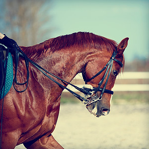 一匹运动的红马的肖像哺乳动物骑术马具毛皮鼻子警觉动物家畜眼睛鬃毛图片