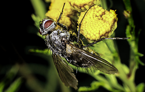 飞在花朵上动物昆虫宏观苍蝇双翅目翅膀后翅黄色飞行蚁群图片