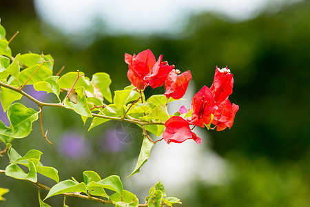 红花植物群墙纸场地红色叶子粉色植物绿色晴天花园图片