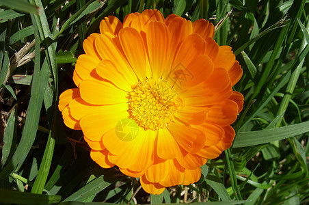 Marigold  自然健康黄色树叶草本金盏花活力植物植物群植物学绿色花朵图片