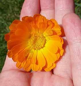 Marigold  自然健康药品树叶植物金盏花草本植物植物群草本绿色黄色植物学图片