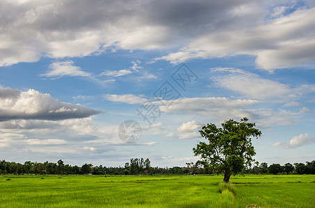 树木草地和天空农村绿色蓝色场地环境植物乡村场景杂草土地图片