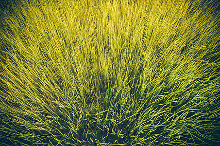 绿草背景古迹刀刃场景土地场地草地环境农村植物学植物草本植物图片