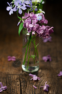 美丽的春花礼物庆典植物群季节草本植物摄影乡村花园紫色植物图片