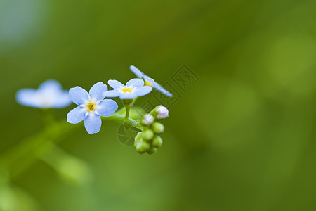 忘记我 不要忘记花朵场地荒野植物生长花园季节野花园艺草地团体图片