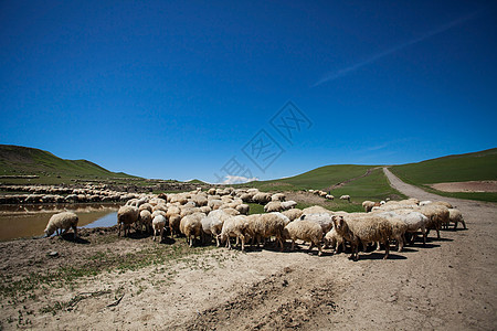 牧羊群农田森林天空牧场风景农场农村动物场地蓝色图片