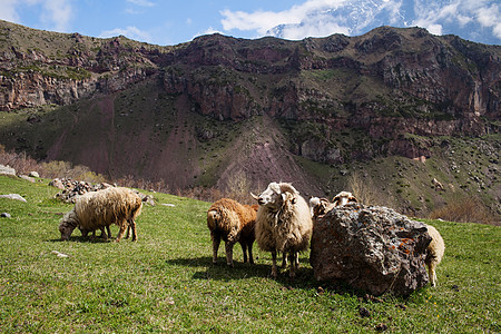 牧羊群天空农田牧场草地蓝色爬坡场地农业团体环境图片