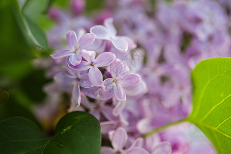 丁香花叶子季节香味紫色宏观蓝色树叶花瓣花园薰衣草图片