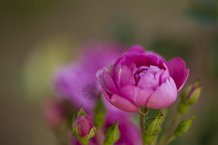 粉红玫瑰花园荒野季节花朵植物花瓣墙纸宏观日光天空图片