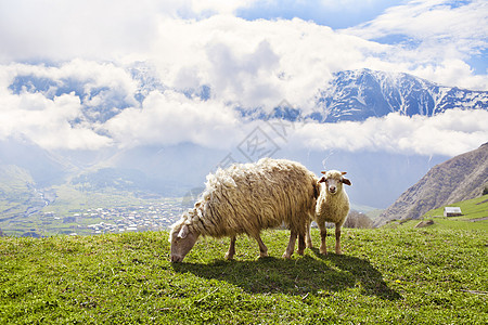 山里有羊动物哺乳动物山脉牧场环境农田农业森林羊肉场地图片