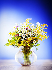 野花花束雏菊叶子植物季节荒野花朵团体玻璃桌子植物群图片