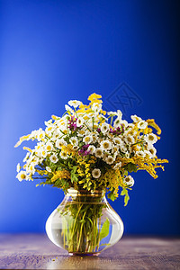 野花花束雏菊花园场地花瓣植物礼物花朵蓝色植物群荒野图片