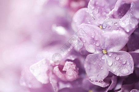 美丽的立花花植物学紫色环境墙纸风格花朵传统宏观季节花园图片