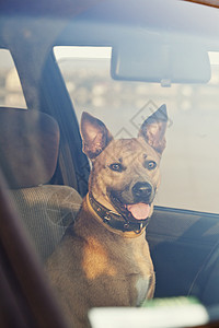 车里的狗狗假期司机太阳树木车辆头发宠物运输鼻子犬类图片