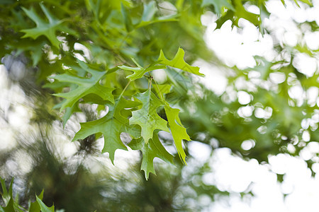 绿叶植物学森林植物群橡木植物环境阳光晴天生长季节图片