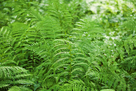 费尔背景背景植物植物群叶子植物学森林衬套花园荒野公园墙纸图片