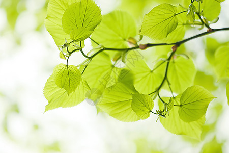 绿叶晴天横梁植物学树叶光束植物生活环境天空生长图片