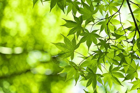 绿叶季节阳光生活晴天森林公园生长植物群花园天空图片