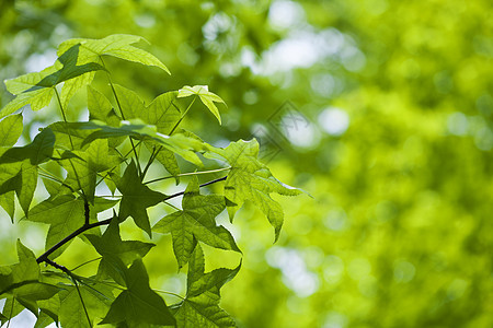 绿叶天空树叶公园环境生长生态阳光植物森林季节图片