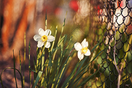 A 自 自闭症公园场地灯泡植物季节水仙花花园叶子宏观花瓣图片