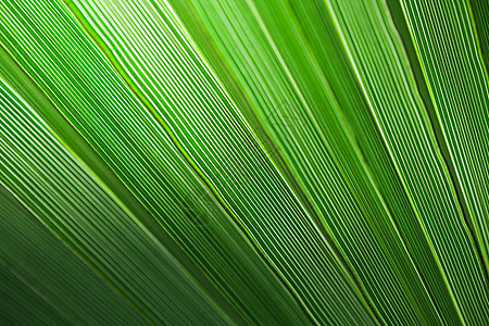 棕榈叶背景墙纸热带生长森林叶子线条阳光植物学丛林环境图片
