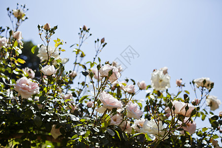 粉红玫瑰花瓣荒野季节植物花园宏观园艺植物群日光墙纸图片
