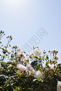 粉红玫瑰花园花朵花瓣植物学季节天空植物群香气宏观园艺图片