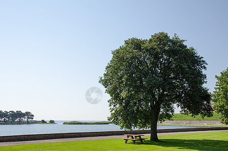 海边一棵大树旁的公园长椅图片