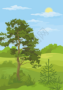 有树木和蓝天空的夏月风景针叶森林蓝色农村叶子植物环境草地树干生态图片