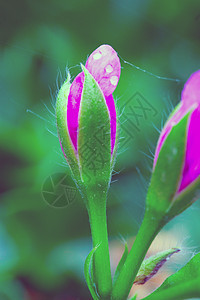 杰拉纽绿色双色花朵花园粉色蓝色背景图片