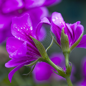 杰拉纽花园双色蓝色花朵粉色绿色背景图片