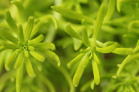 萨米会议植物花束叶子花瓣图片香水园林异国香味情调图片