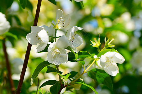 春天的苹果花蓝色水果花朵公园叶子季节生活植物天空花瓣图片