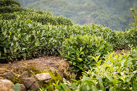 茶叶种植园土地晴天热带宏观草本植物环境药品农场场地图片