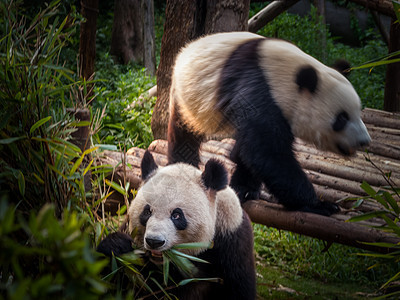 潘达成都幼兽毛皮叶子墙纸大熊猫动物野生动物熊猫竹子哺乳动物图片
