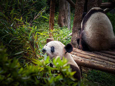 潘达成都木头熊猫毛皮叶子动物乐趣食物孩子野生动物荒野图片