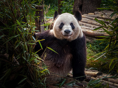 潘达成都食物大熊猫幼兽森林木头濒危哺乳动物树木荒野动物图片
