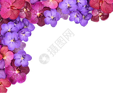 美丽盛开的兰花与世隔绝植物热带框架宏观植物学紫色香气花瓣芳香蓝色图片