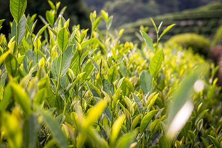 茶叶季节植物农田车道热带茶园宏观土地农村爬坡图片