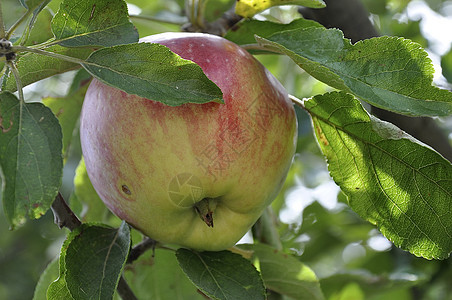 苹果果实花园生态收成水果苹果树诱惑果园种植图片