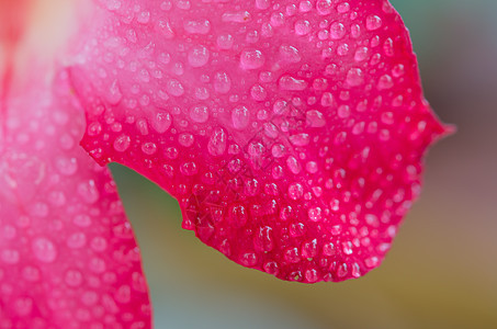 沙漠玫瑰绿色植物花园百合粉色植物群热带玫瑰花瓣园艺图片