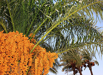 海枣额头树干生长假期农业植物学高度沙漠海湾植物群图片