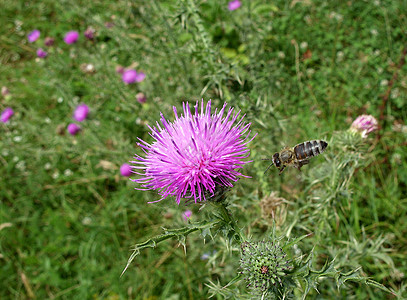 蜜蜂和粉色昆虫花粉草本植物野生动物绿色紫色场地草地植物图片