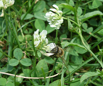 蜜蜂和三场地野生动物熊蜂花粉紫色粉色昆虫草本植物荒野植物群图片