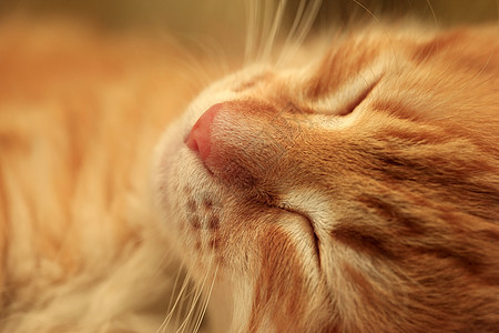 困睡小猫眼睛动物猫咪伴侣爪子毛皮红色宠物婴儿猫科动物图片