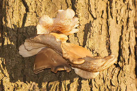 木柴中的真菌蘑菇真菌多孔孢子棕色猪苓牡蛎侧耳药品木头菌类树干图片