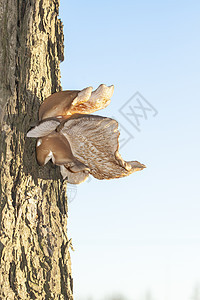 木柴中的真菌蘑菇真菌猪苓木头绿色孢子火种树干多孔聚宝盆棕色森林图片