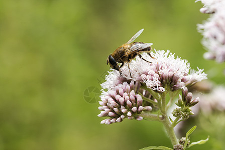 含有蜜蜂昆虫的粉红野花图片