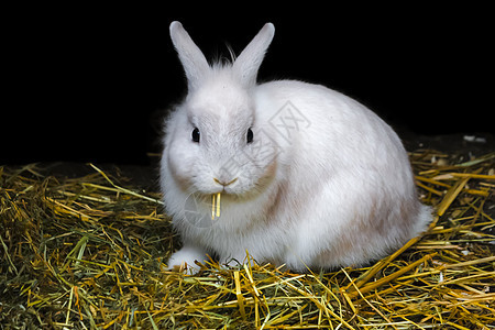 白兔子在干草和稻草中图片