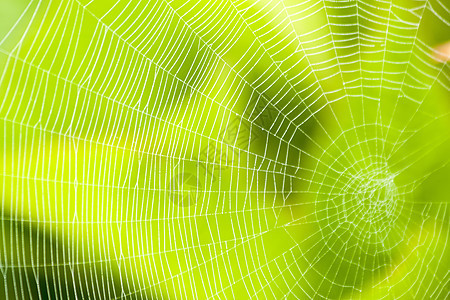 万圣恐惧蜘蛛网的蜘蛛网络模式陷阱丝绸昆虫宏观蜘蛛网薄雾绿色图片
